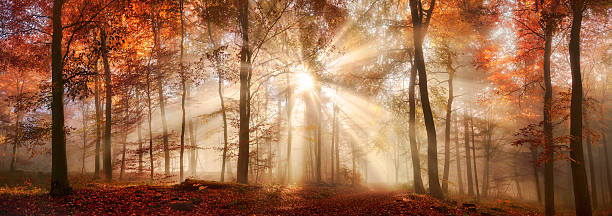 raggi di sole in una foresta autunnale nebbiosa - sunset landscape foto e immagini stock