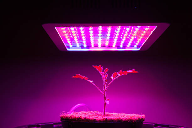 istock young tomato plant under LED grow light 598061010