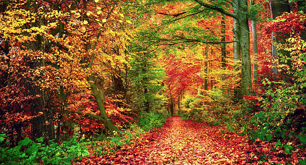 istock Colorful forest scenery in autumn 598061012