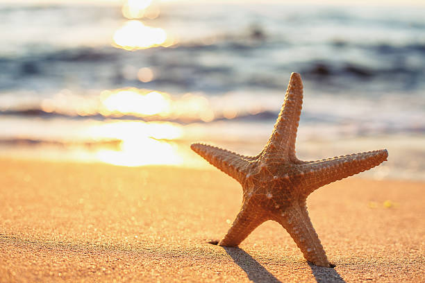 istock Starfish on the beach at sunrise 598061036