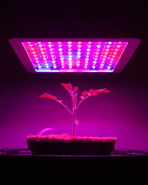 istock young tomato plant under LED grow light 598061048