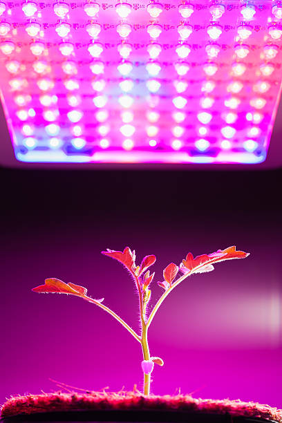 istock young tomato plant under LED grow light 598061080