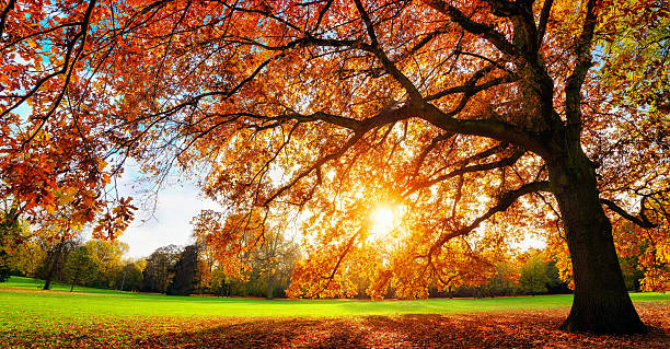 istock Majestic oak tree at autumn sunset 598061134
