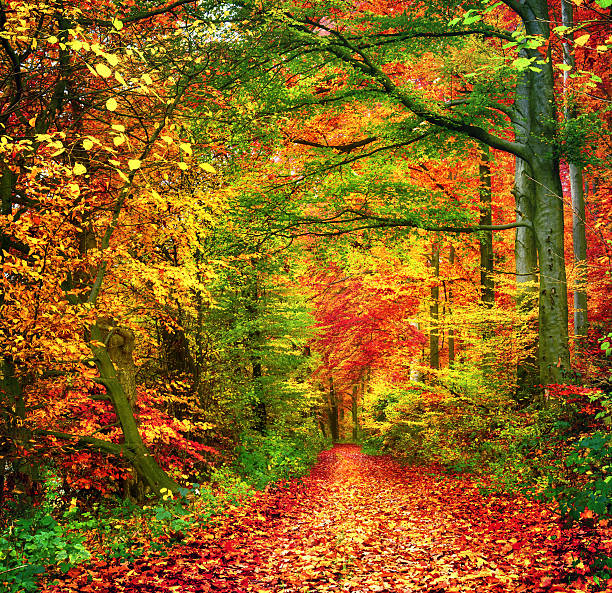 istock Colorful forest scene in autumn 598061376