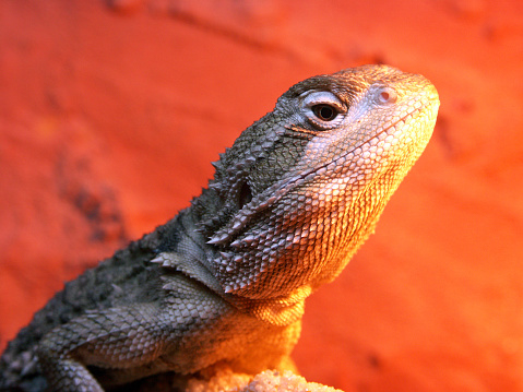 Pogona henrylawsoni – agama brodata karłowata