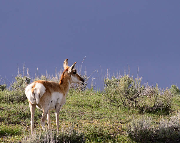 istock Antelope at the top of the hill 598062234