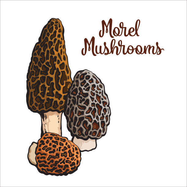illustrazioni stock, clip art, cartoni animati e icone di tendenza di set di funghi commestibili morel - morel mushroom