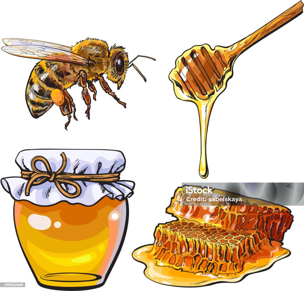 Jar of honey, bee, dipper and honeycomb on white background Jar of honey, bee, dipper and honeycomb, sketch style vector illustration isolated on white background. Jar, honey comb, bumble bee and wooden dipper. Honey making symbols, apiary icons Honey stock vector