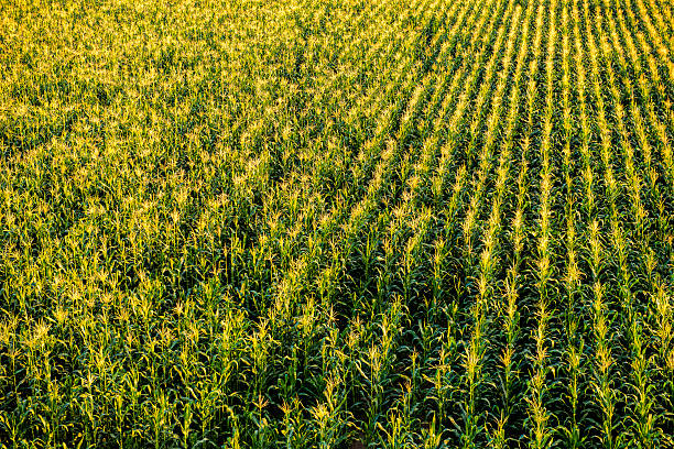 istock High angle view of wheat field in Antalya, Turkey 598062944
