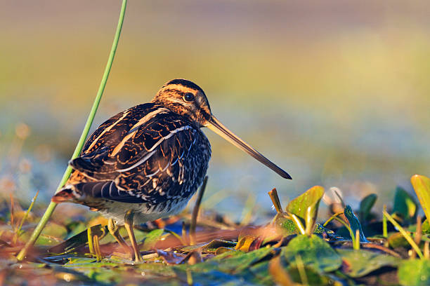 snipe basking in the morning sun snipe basking in the morning sun,snipe, sandpipers, bird hunting, bird hunt is on, waterbirds, long beak common snipe stock pictures, royalty-free photos & images