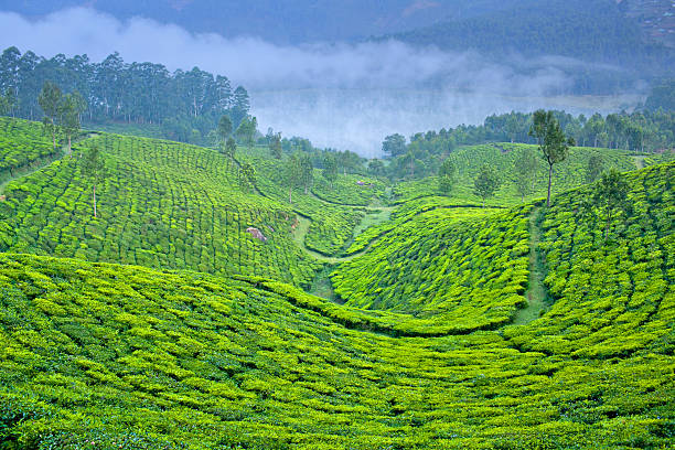 istock Tea plantations in Munnar, Kerala, India 598063656