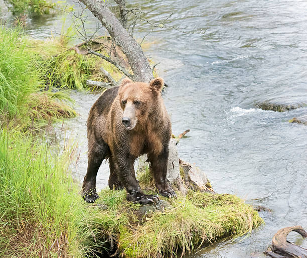 istock Grizzly or brown bear standing on a riverbank 598064078
