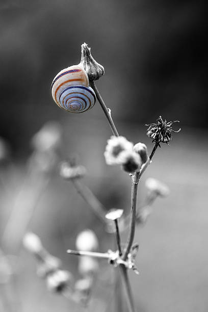 vivienda de caracol en una flor - snail environmental conservation garden snail mollusk fotografías e imágenes de stock