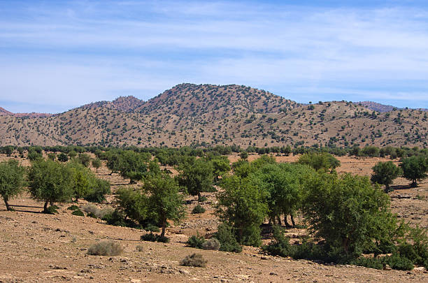 istock Plantation of argan trees, Morocco 598064198
