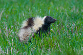 skunk.jpg?b=1&s=170x170&k=20&c=MI0ymeTFHftcF1uJu18P3nWTe2X2tqIPZ4PqFzvfzPw=