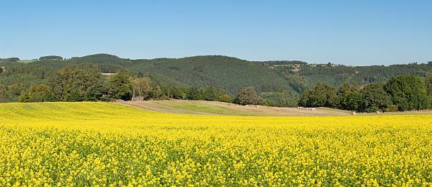 istock panorama of the agricultural landscape 598065920