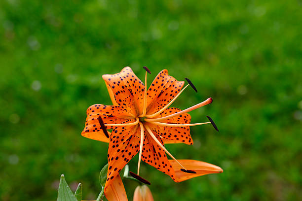 istock colorfull flowers collection 598066816