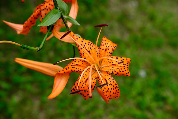 istock colorfull flowers collection 598066856
