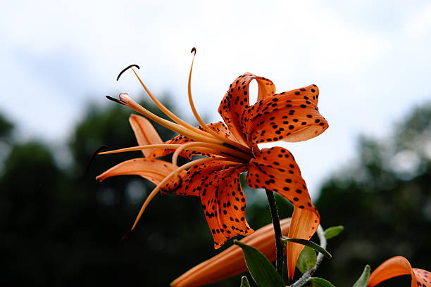 istock colorfull flowers collection 598066948