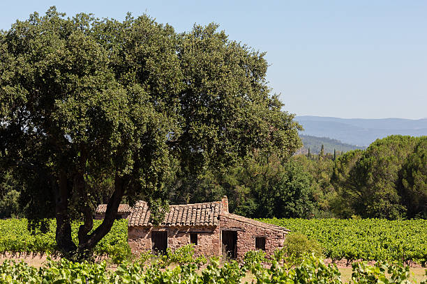 istock abandond house in a vineyard 598067222