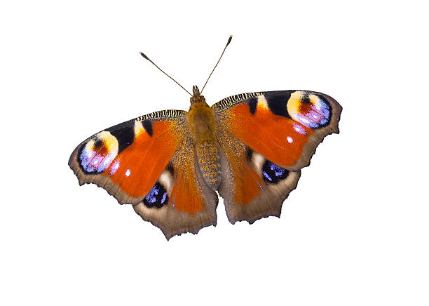 istock European Peacock butterfly isolated on white background 598068090