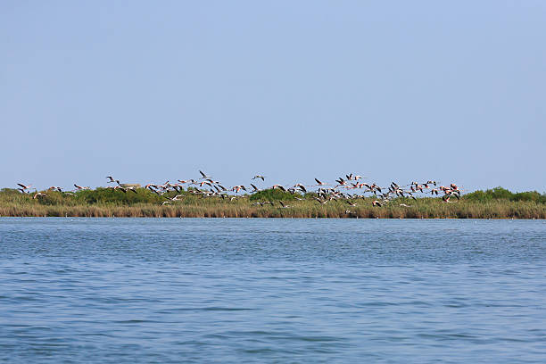 istock Flock of pink flamingos 598068632