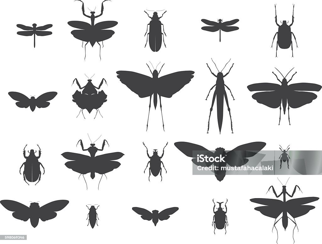 Insect silhouettes set A set of a highly detailed insect silhouettes. Included files; Aics3, Hi-res jpg. Insect stock vector