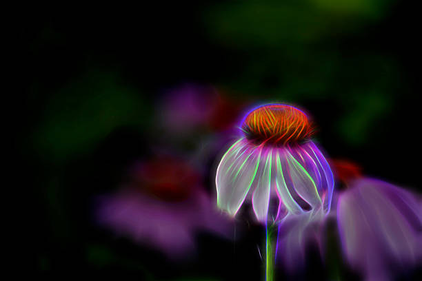 istock Artistic glowing effect composition Macro of echinacea flower 598069684