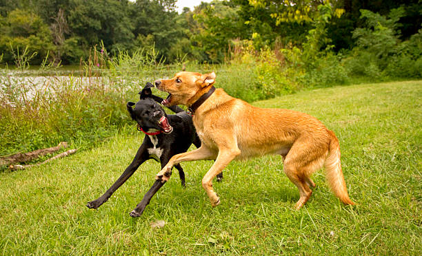 istock Two playful mutts in mid play fight on lawn 598069784