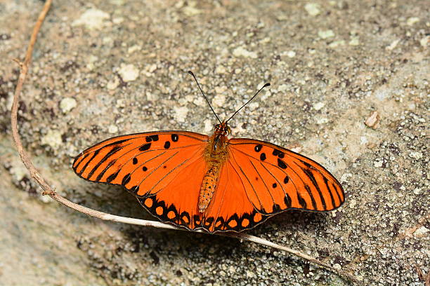 istock Pretty Gulf Fritillary 598069960