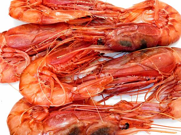 shrimp on white background