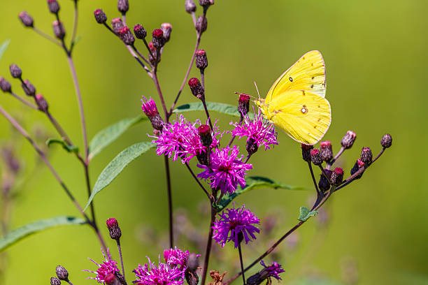 A close-up of an Orange Sulpher butterfly nectaring on purple ironweed.  Nice muted green background.