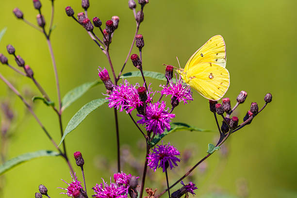 Orange Sulpher Butterfly Nectaring On Purple Ironweed stock photo