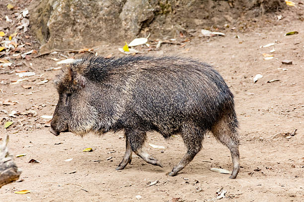Peccary, Nature, Animal Wildlife, Horizontal, The Americas