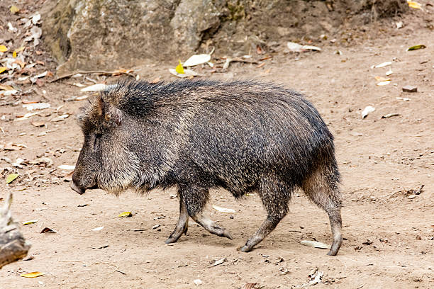 Chacoan peccary (Catagonus wagneri), also known as the tagua Peccary, Nature, Animal Wildlife, Horizontal, The Americas javelina stock pictures, royalty-free photos & images