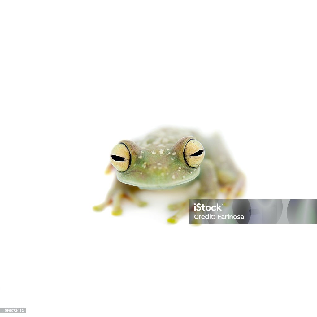 The Canal Zone tree frog on white The Canal Zone tree frog, Hypsiboas rufitelus, isolated on white Amphibian Stock Photo