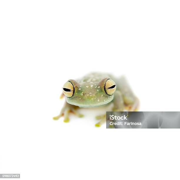 The Canal Zone Tree Frog On White Stock Photo - Download Image Now - Amphibian, Animal, Animal Wildlife