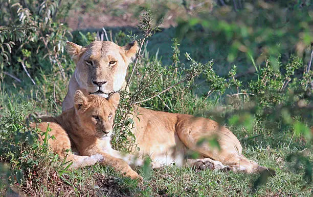 Photo of Lioness and cub resting on the sunlit african plains