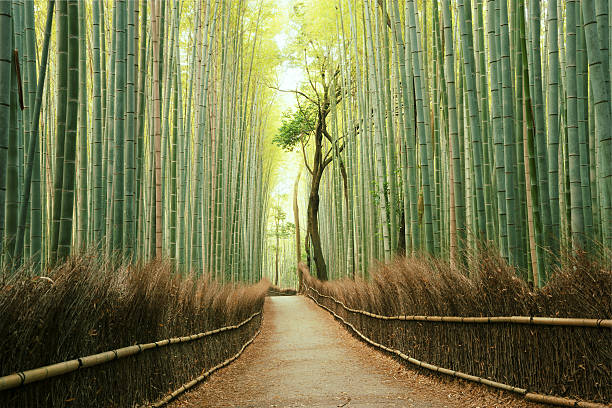 Arashiyama Bamboo Forest in Kyoto, Japan Arashiyama Bamboo Forest in Kyoto, Japan bamboo material photos stock pictures, royalty-free photos & images