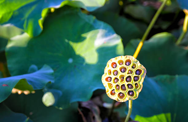 istock The lotus seeds in zoo 598073936