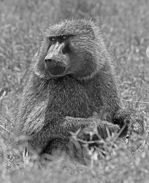 istock Alpha Male Baboon in monochrome 598074056