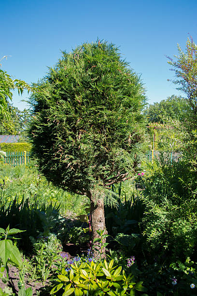 istock Thuya plant in the garden. 598074504
