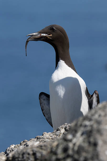 istock common murre sitting with a fish in its beak 598074616