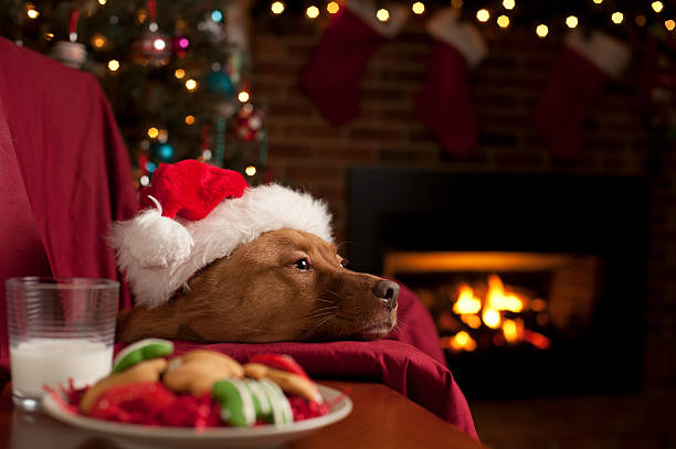 istock Dog waiting for Santa 598075976