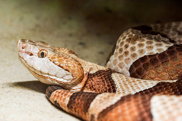 copperhead snake copperhead snake in North Carolina southern copperhead stock pictures, royalty-free photos & images