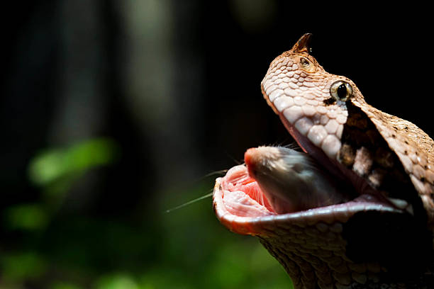 Gaboon viper Gaboon Viper eating a rat puff adder bitis arietans stock pictures, royalty-free photos & images