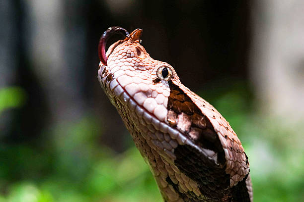 Gaboon viper Gaboon viper up close and personal puff adder bitis arietans stock pictures, royalty-free photos & images