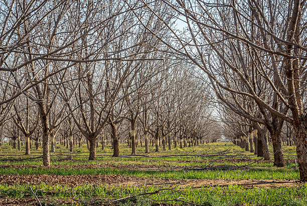 istock Pecan Trees end of winter 598076486
