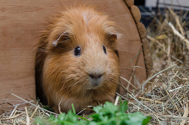 istock Portrait of cute red guinea pig 598076648