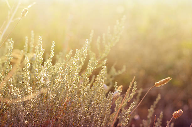 istock Wild meadow grass under morning sunlight. Autumn field with plenty 598077206